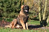 LEONBERG 930